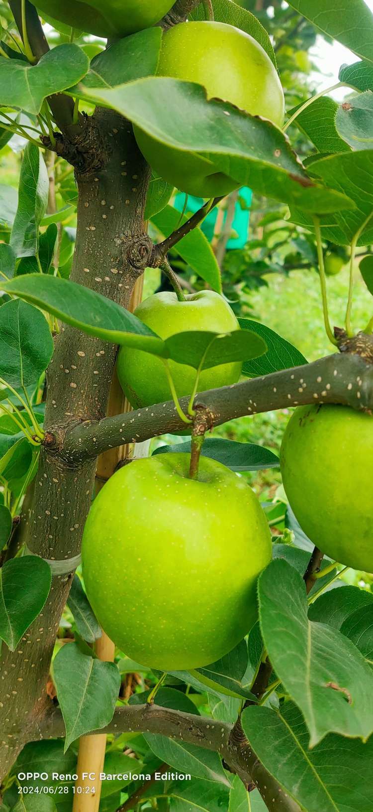 熙玉村酥脆1号  六月脆  酥梨