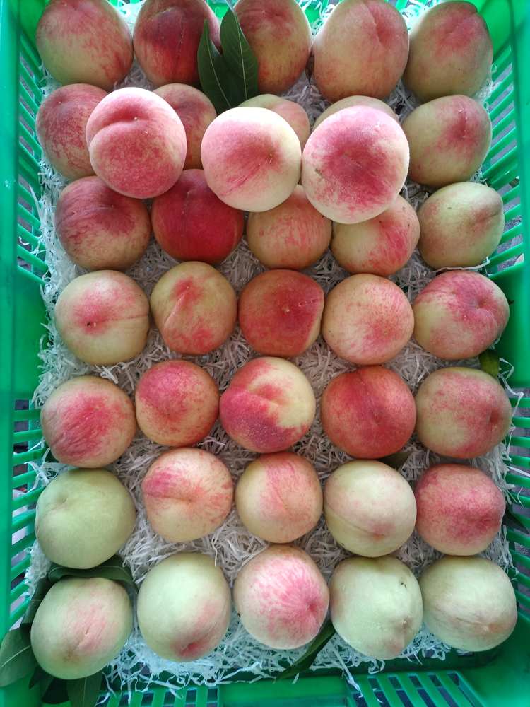 小白凤水蜜桃18个约7斤85包邮