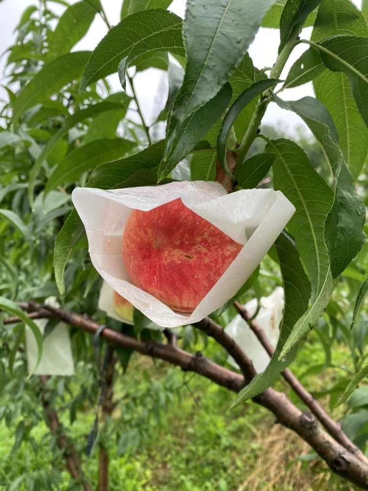 晚胡景水蜜桃5斤装