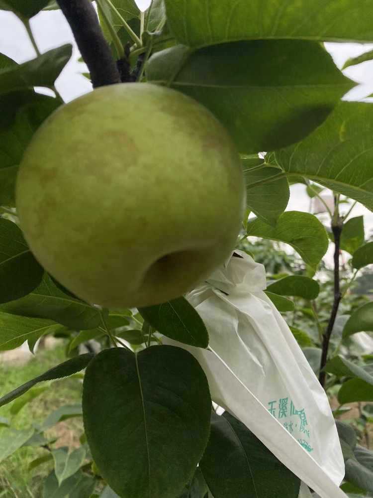 六月脆冠梨约9斤装