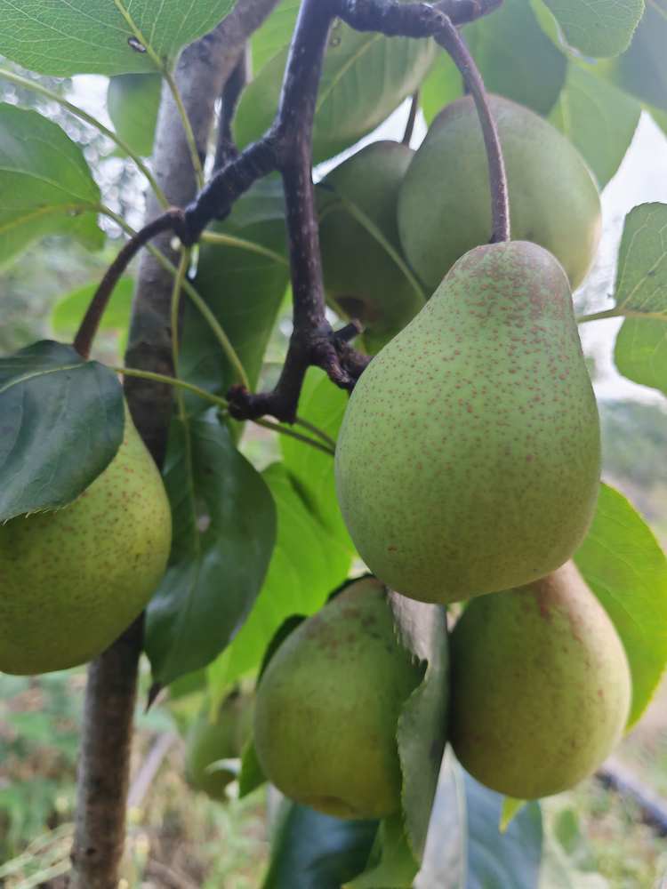 现摘现发仙山酥梨约16-18个装精选果约9斤