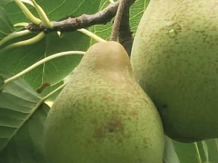 现摘现摘现发仙山酥梨精品果约10斤装