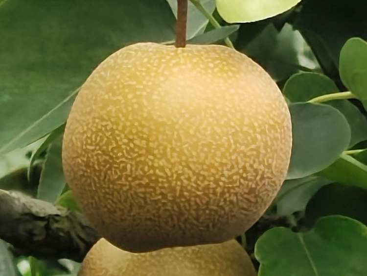 现摘现发丰水梨精品果约10精装