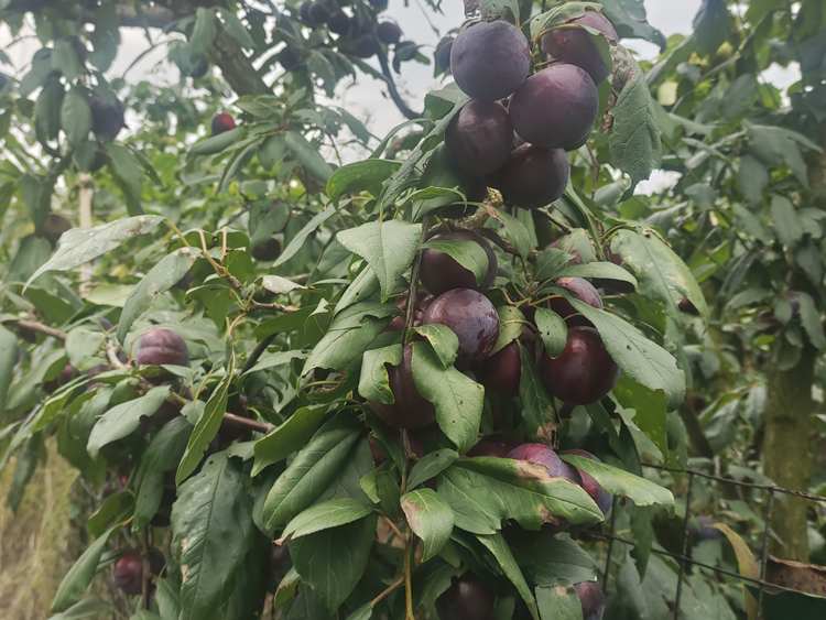 红宝石李子精品果 现摘现发 约5斤