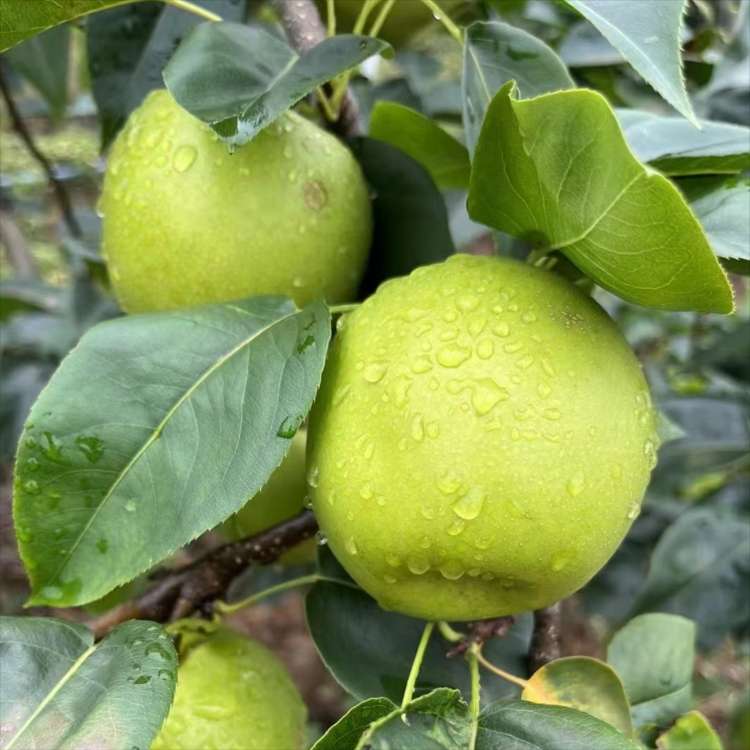 现摘现发六月脆精品果约10斤装包邮