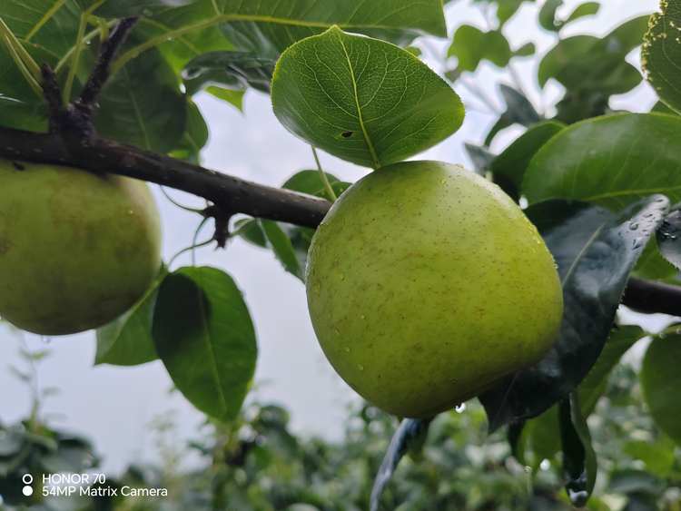 六月脆（现摘的新鲜水果5kg，快递包邮）