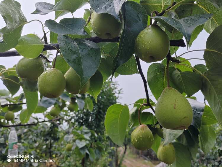 酥梨（现摘新鲜水果5kg，快递包邮）