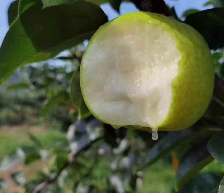 六月脆9个装约5斤包邮