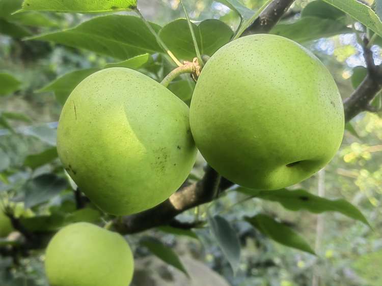 自产自销六月脆梨甜脆可口水份好核小(大果)约10装包邮