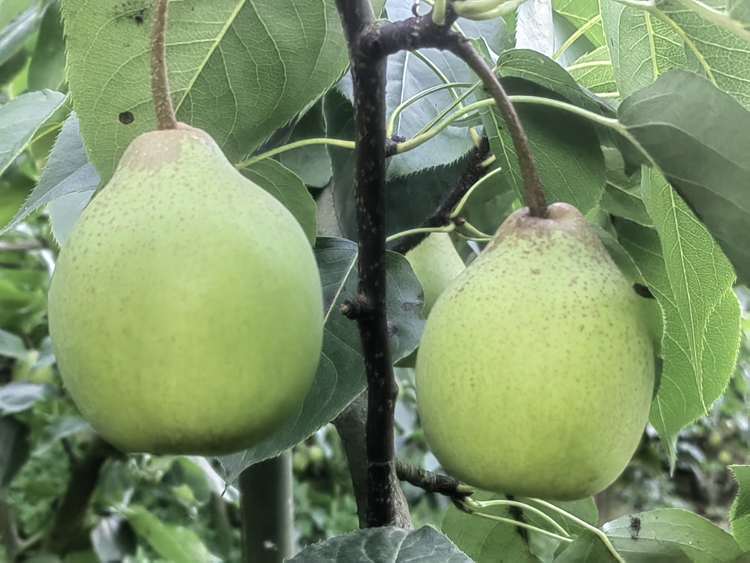 自产自销四川彭州市葛仙山酥梨细嫩化渣水份好核小（中果）约5斤装原价45元现优惠35元包邮7月30日开始售卖