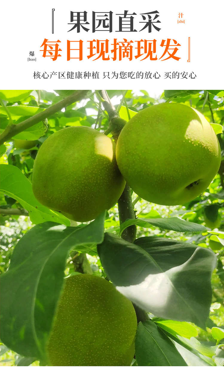 现摘现发仙山精品六月翠一件包邮