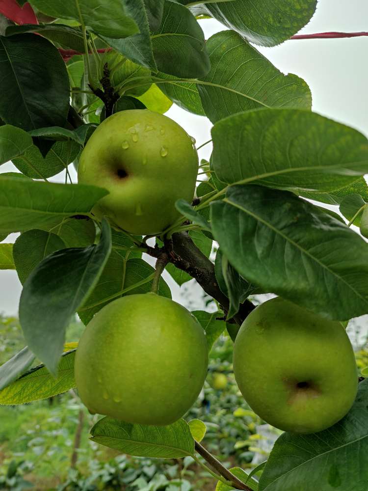 现摘现发仙山精品六月脆十斤装包邮