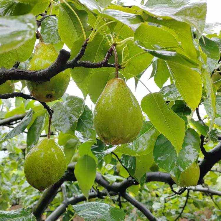 葛仙山酥梨皮薄肉多，化渣核小