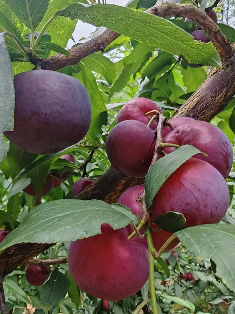 熙玉苑红宝石李子5斤装中果包邮