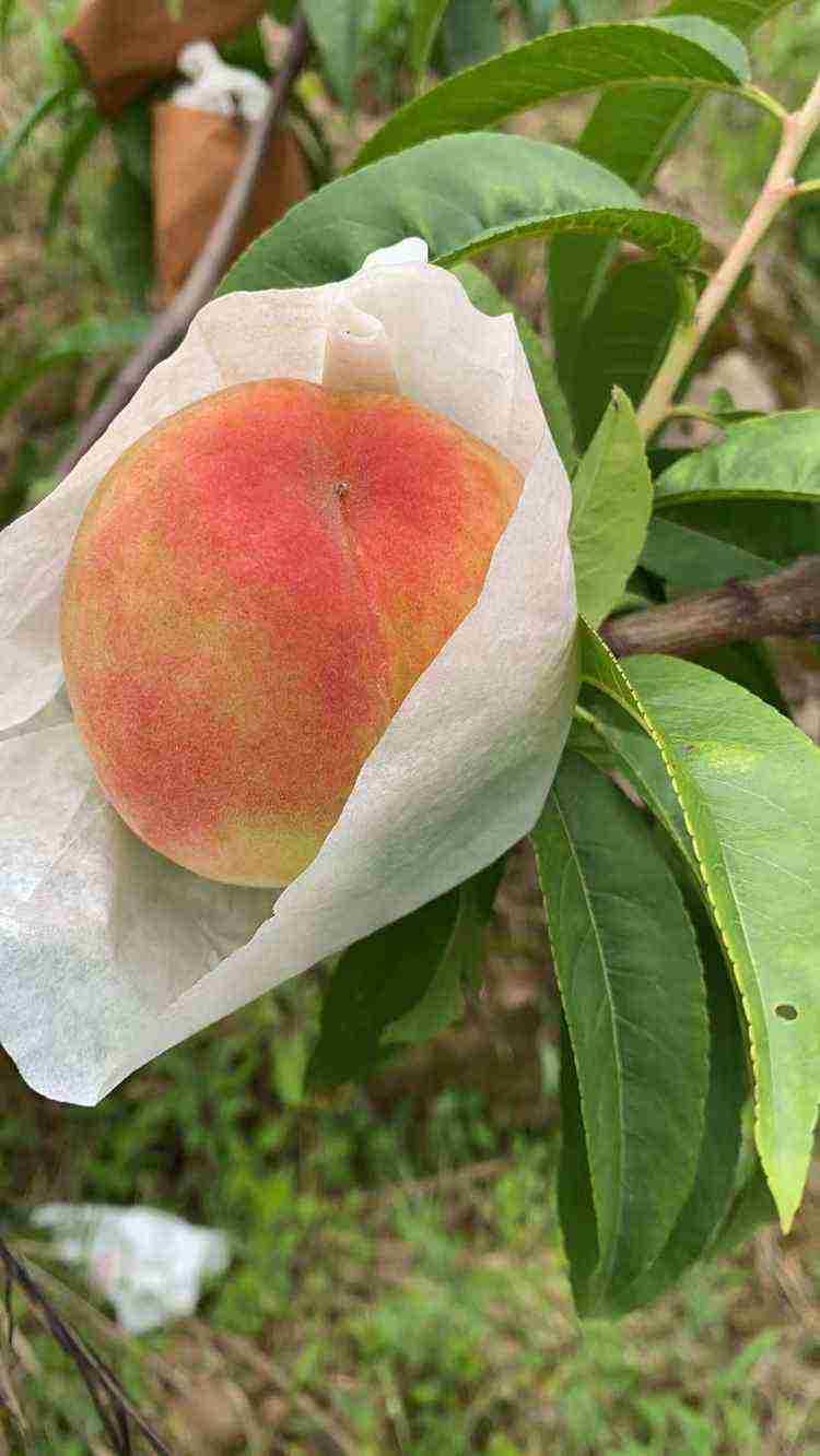 现摘现发啤酒桃精果10斤装包邮