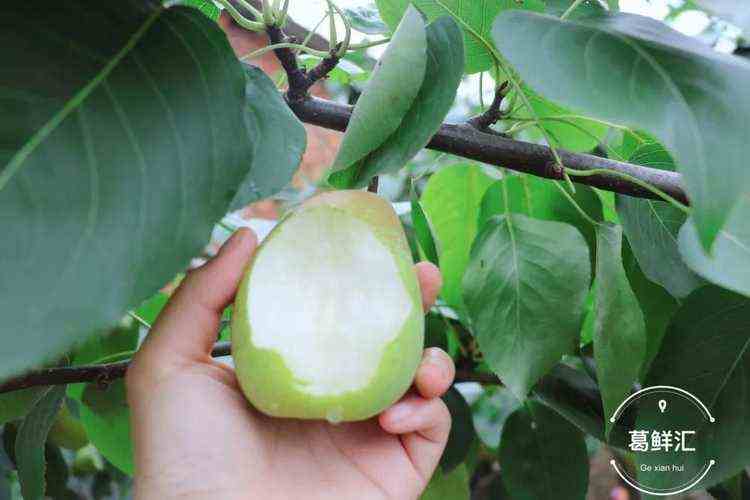 现摘现发仙山酥梨约12个装精选果8.5斤