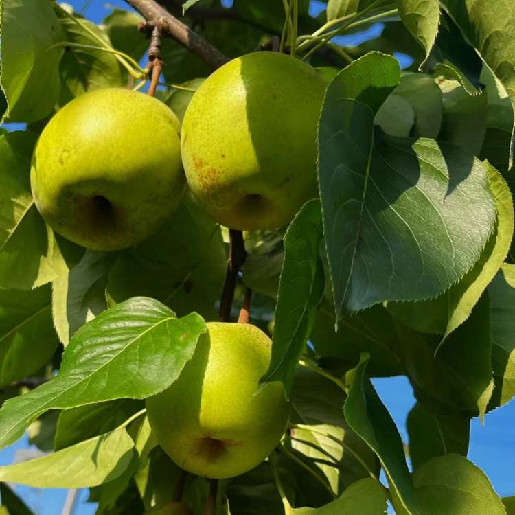 现摘现发六月脆精品果，带箱约9斤半15~18个