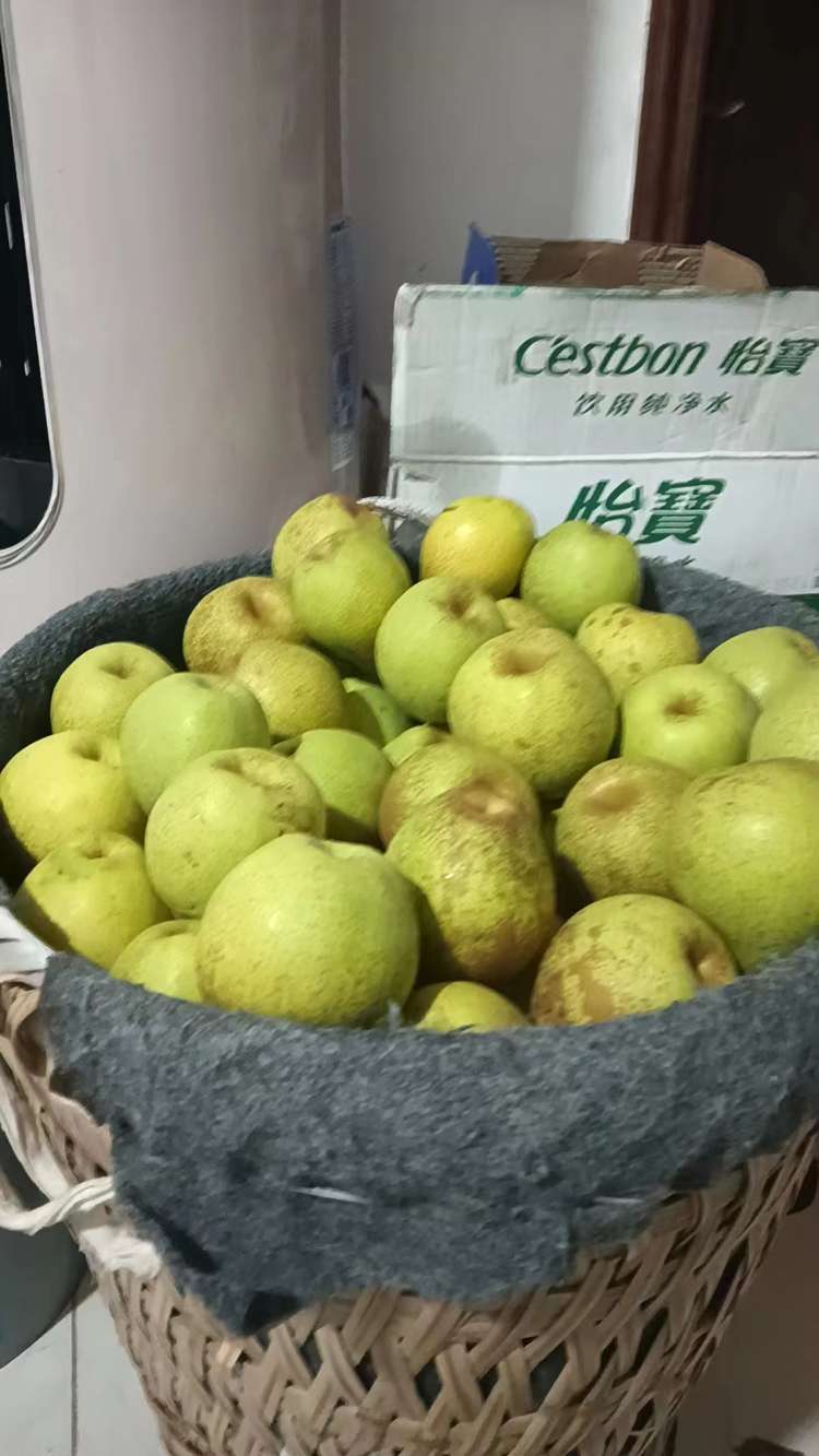 酥梨精品果现摘现发 约10斤