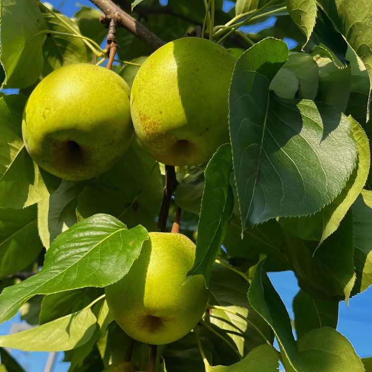 现摘现发仙山酥梨精品果15-18个约9斤装（包邮）