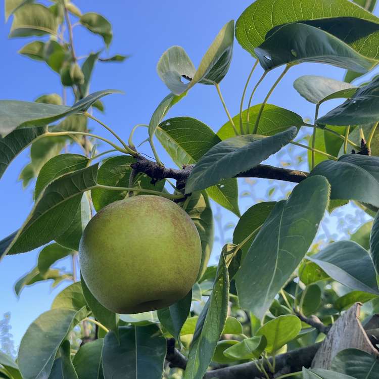 现摘现发六月脆精品果15-18个约9斤装包