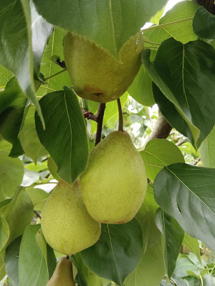 葛仙山酥梨，香甜可口，细嫩化渣，