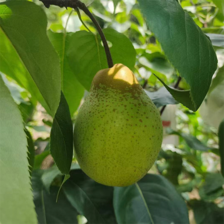 现摘现发仙山酥梨精品果15-18个约9斤59.9元包邮