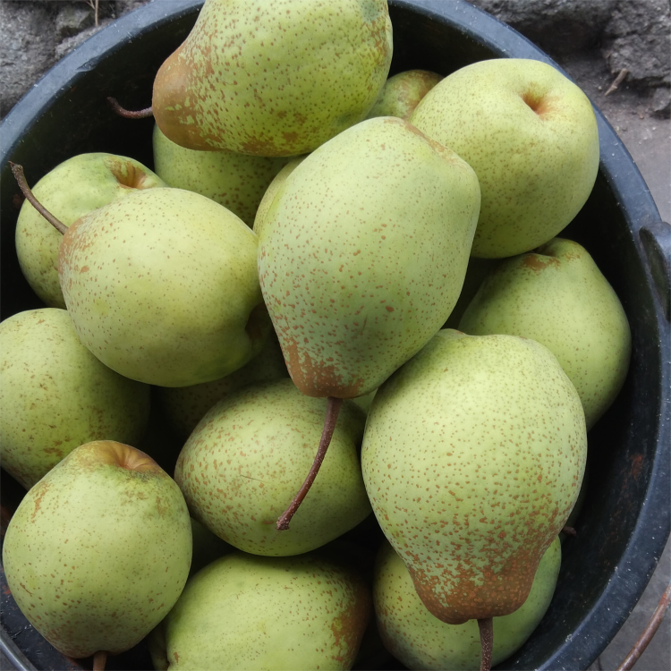 现摘现发仙山酥梨精品果7-9个约5斤39.9元包邮