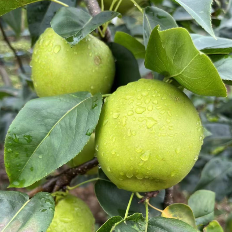 现摘现发六月脆精品果15-18个约9斤59.9元包邮