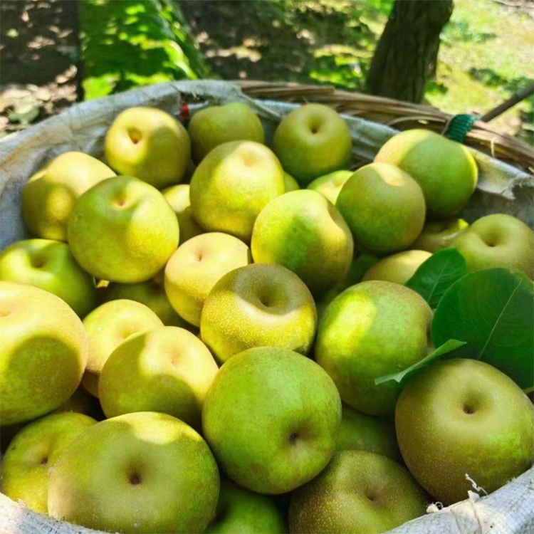 现摘现发六月脆精品果7-9个约5斤39.9元包邮