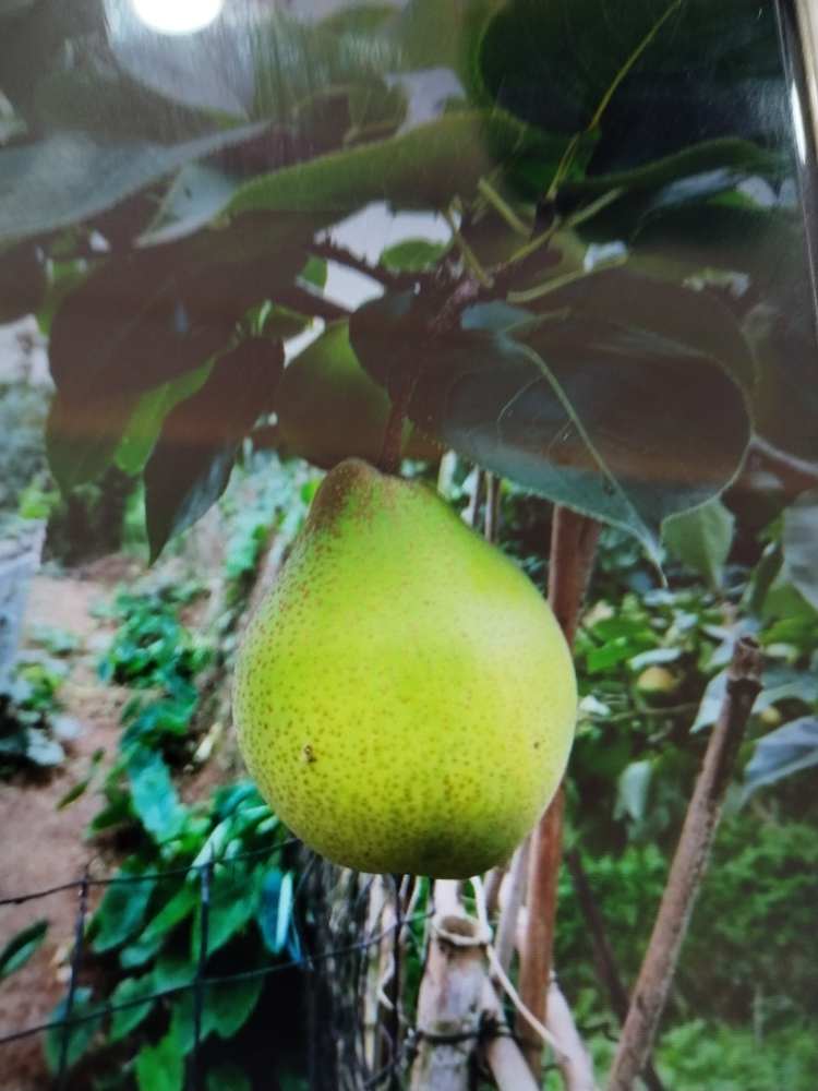 现摘现发现发，仙山酥梨一件包邮