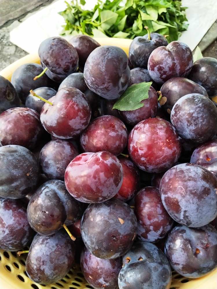 现摘现发，仙山红宝石李精品果一件包邮