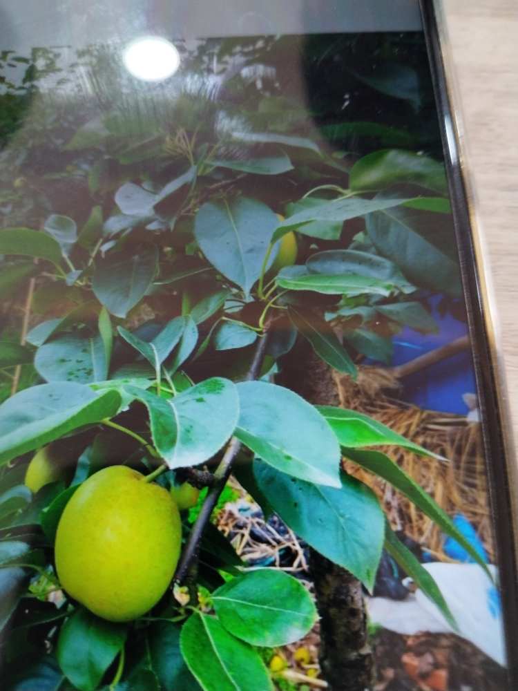 现摘现发，仙山六月翠精品果一件包邮