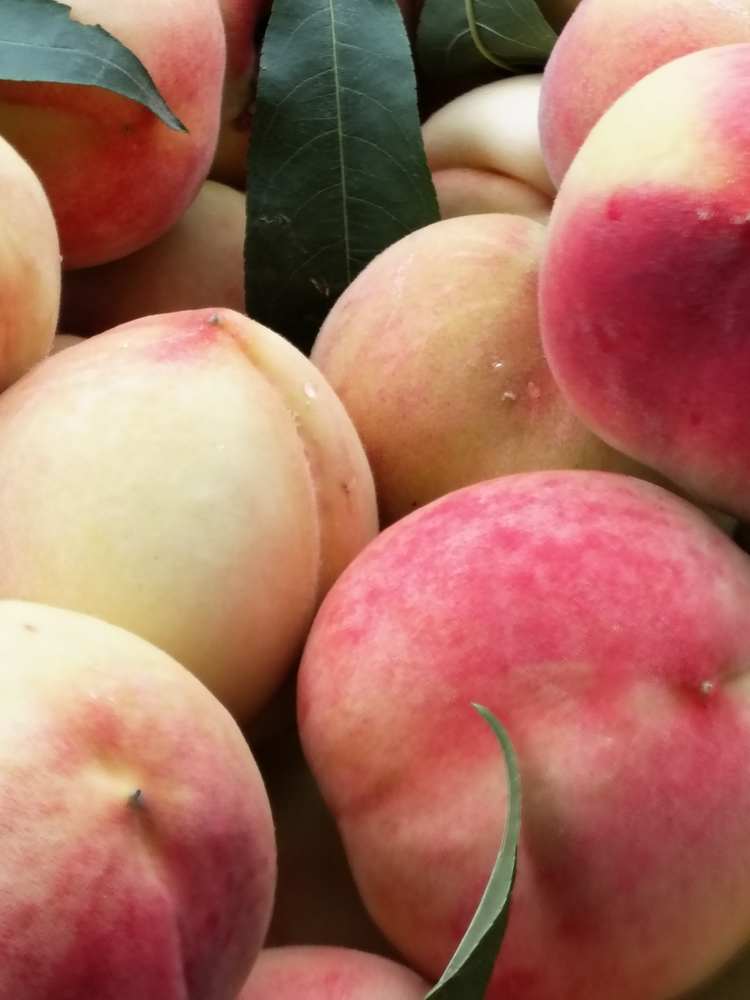 现摘现发啤酒桃12个，8.5斤包邮