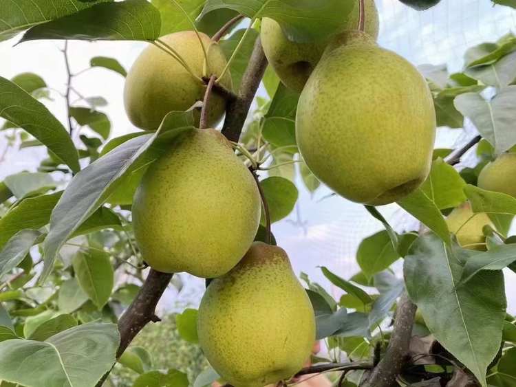 现摘现发酥梨约10斤装