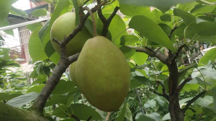 酥梨精品果 现摘现发 约十斤