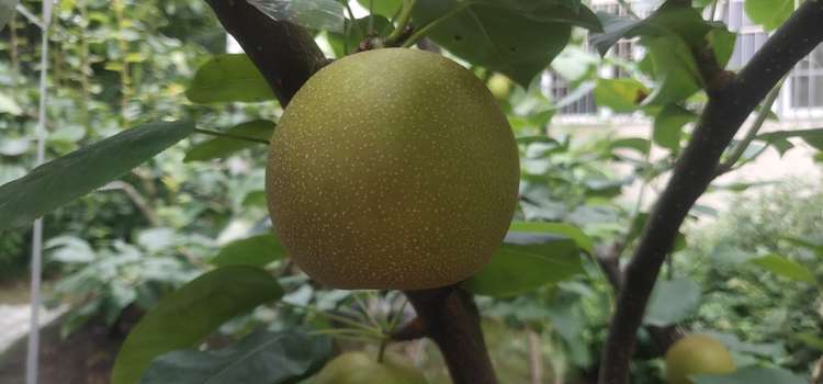 六月脆精品果 现摘现发约10斤