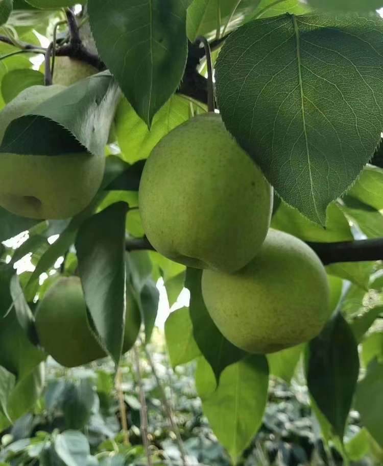 【酥脆多汁】酥梨五斤现摘直发包邮梨中之魁皮薄肉厚秋季佳果【预售七月底发货】