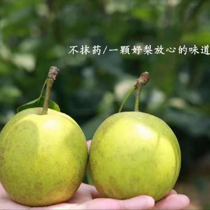 【甘甜多汁】熙玉六月脆梨十斤盒装现摘直发
