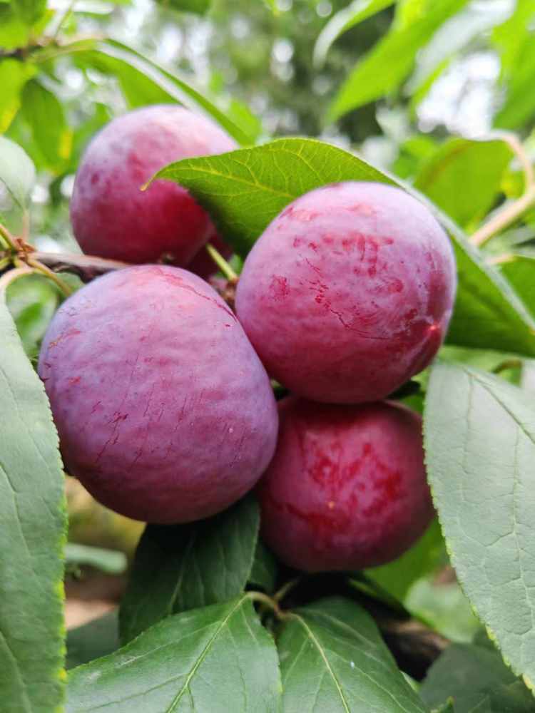 熙玉红宝石⁽现摘现发，精装款，个头大，送人巴适，5斤装⁾