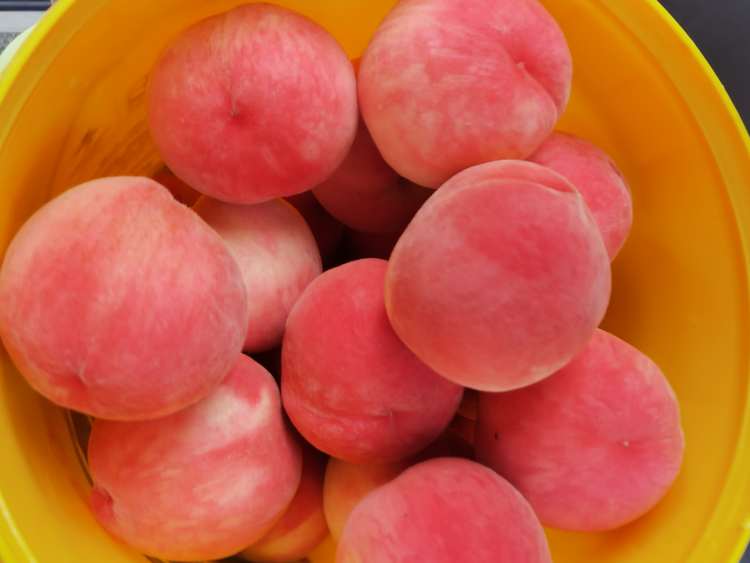 小白凤⁽桃味浓郁，又香又甜要给钱，桃如其名，漂亮得嘞⁾