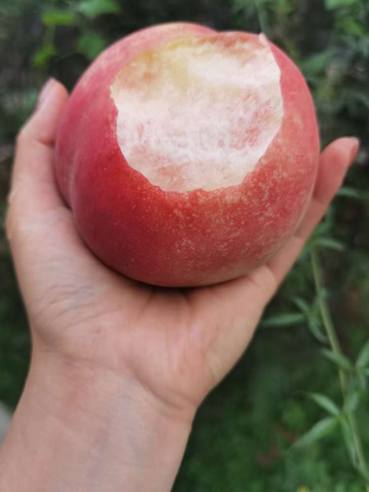 晚福景⁽水蜜桃系列，个头大，果型好，最值得品尝的一款桃子，好吃好吃，12个精装款⁾