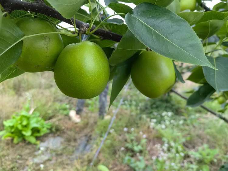 熙玉酥脆一号⁽新品种，口感清甜，皮稍厚，果型漂亮美美哒，精装款，10斤装⁾