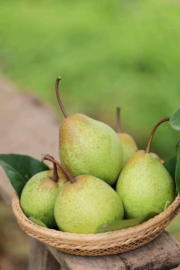 熙玉酥梨，皮薄肉细汁多核小，好吃得不得了，不买会后悔，吃了不后悔⁽精装款，10斤装⁾