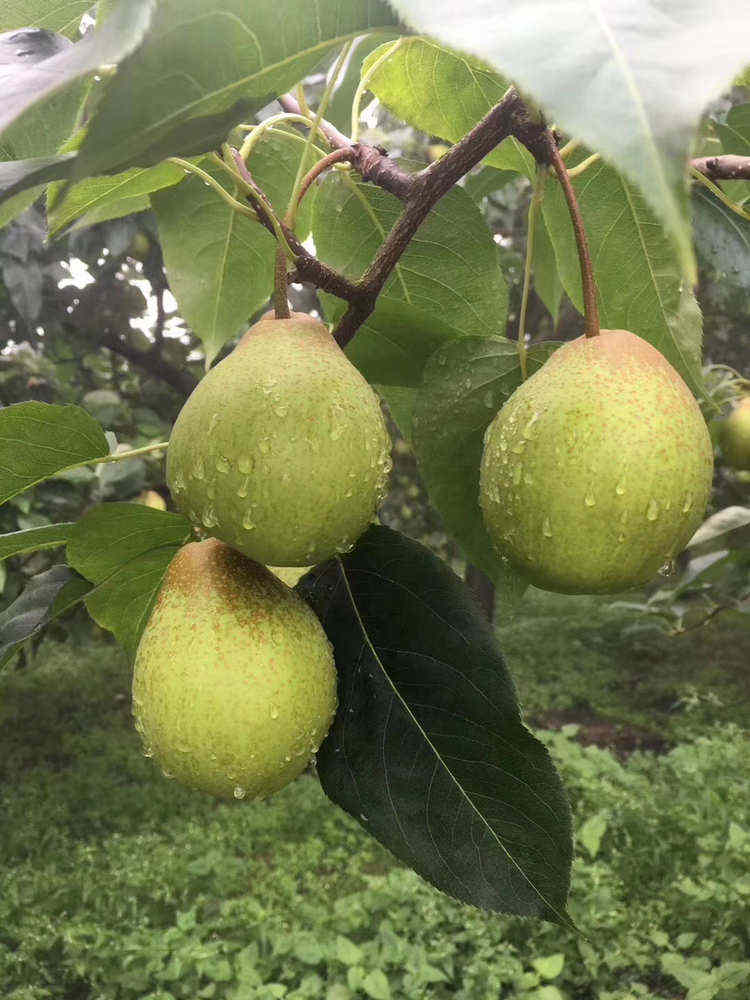 仙山酥梨 应季新鲜水果现摘现发脆甜多汁 一件包邮