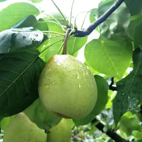 现摘现发正宗葛仙山熙玉香甜口脆酥梨5斤 包邮