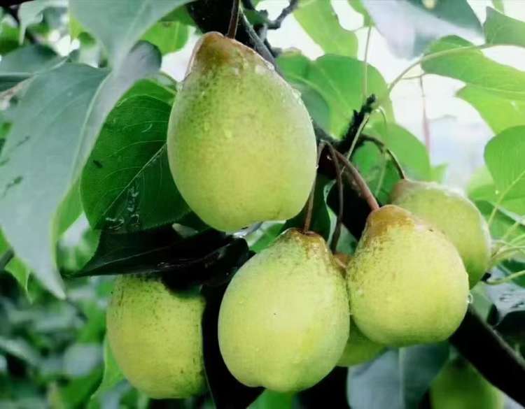 预售酥梨16-18个（约8.5斤）