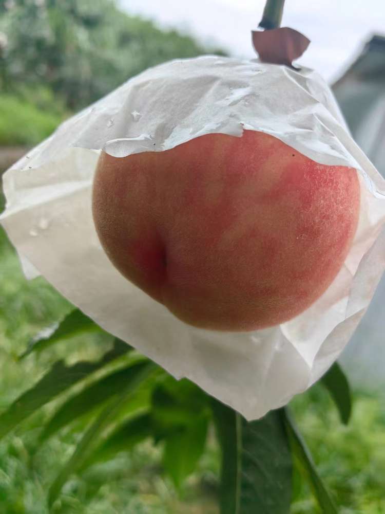 晚湖景水蜜桃（9个装约5斤）
