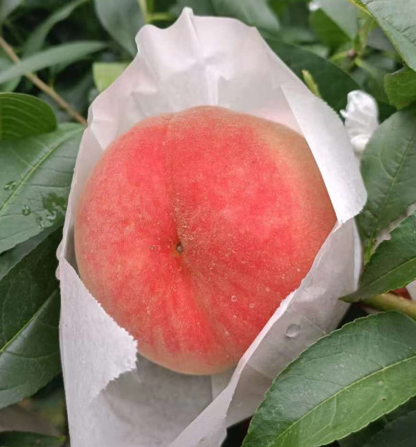 晚湖景水蜜桃精品礼盒装（12个装，约8.5斤）