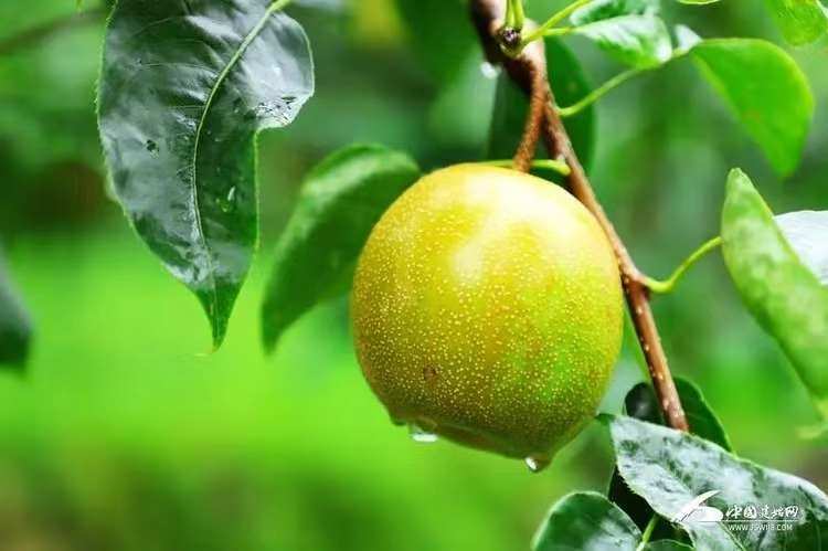 正宗高山六月脆梨子现摘现发中大果9斤装69.9包邮