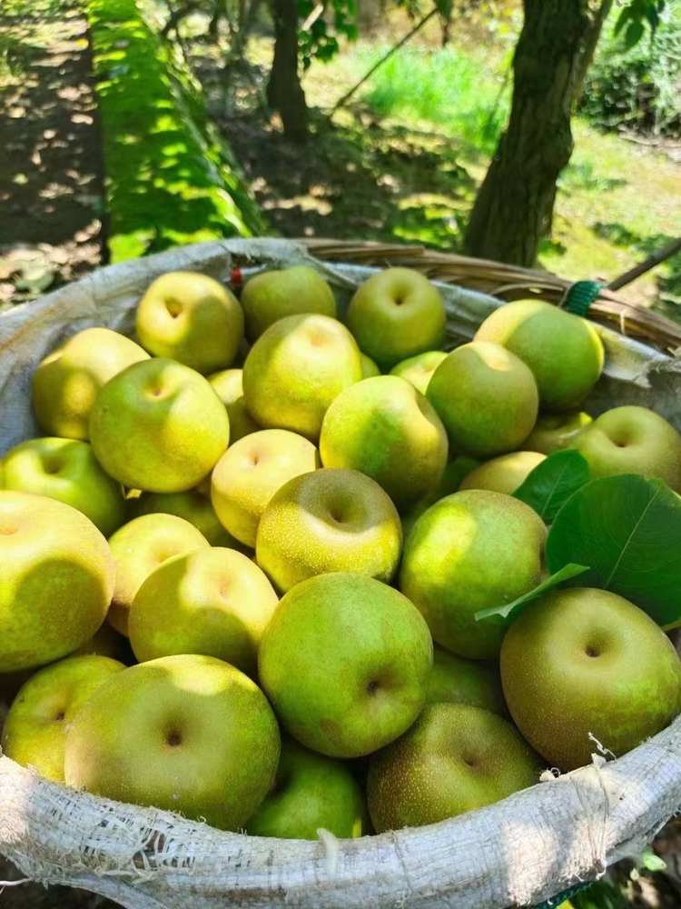 正宗高山六月脆梨子约五斤45元包邮